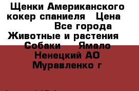 Щенки Американского кокер спаниеля › Цена ­ 15 000 - Все города Животные и растения » Собаки   . Ямало-Ненецкий АО,Муравленко г.